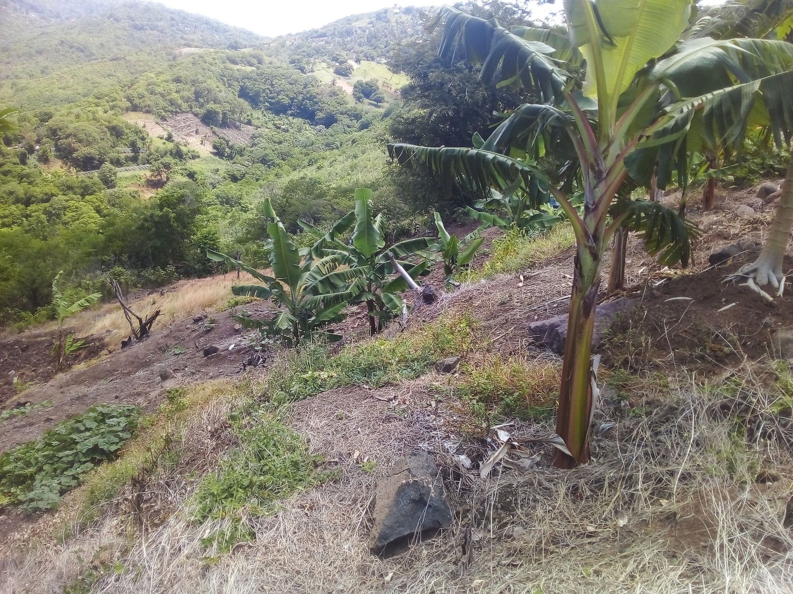 70 Acres of Land for Sale in Dauphin 5