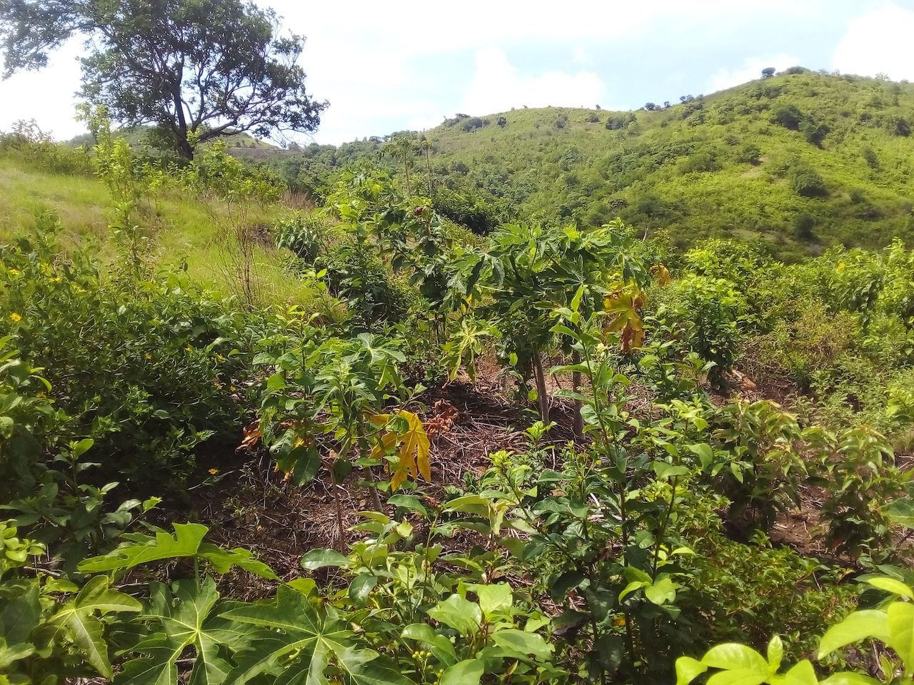 46 acres of property for sale near Dauphin River - Saint Lucia