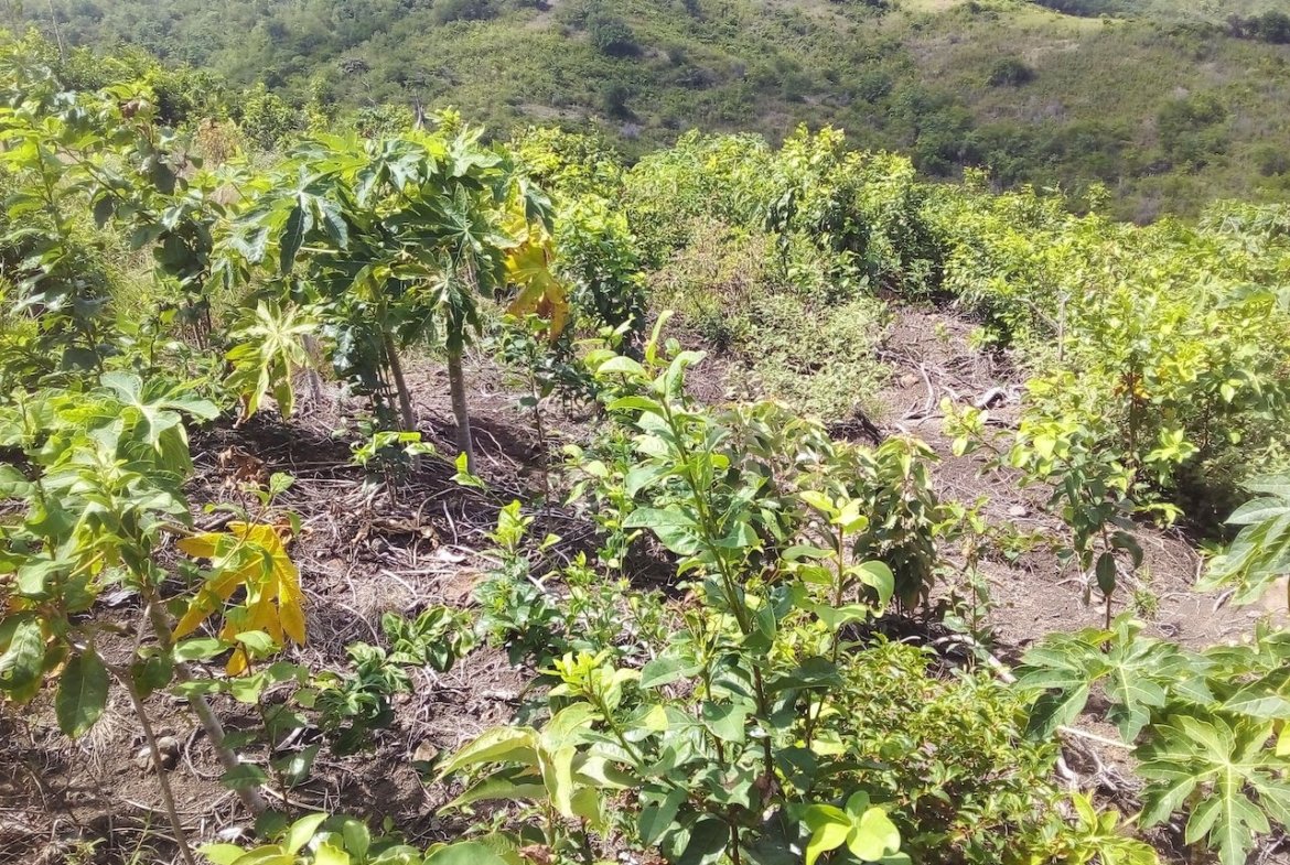 46 acres Development Land for sale near Dauphin River - Saint Lucia