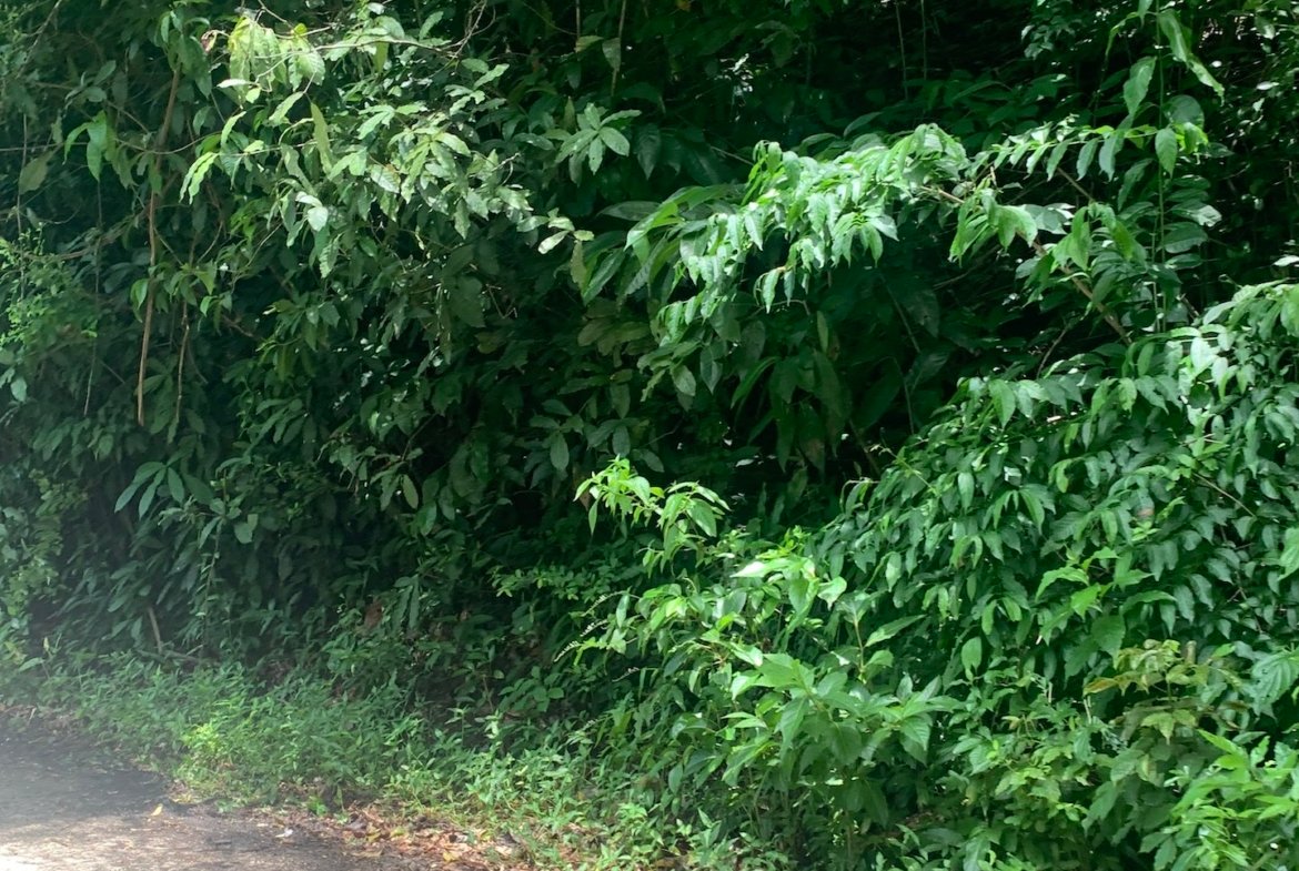 Land for Sale in Marigot Bay