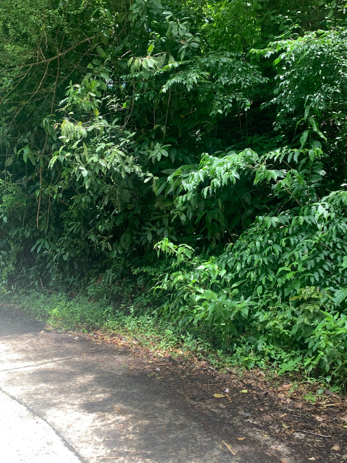 Land for Sale in Marigot Bay