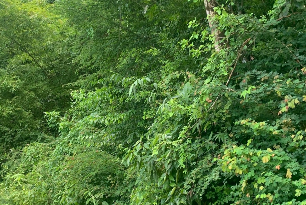 Sea View Land for Sale in Marigot Bay