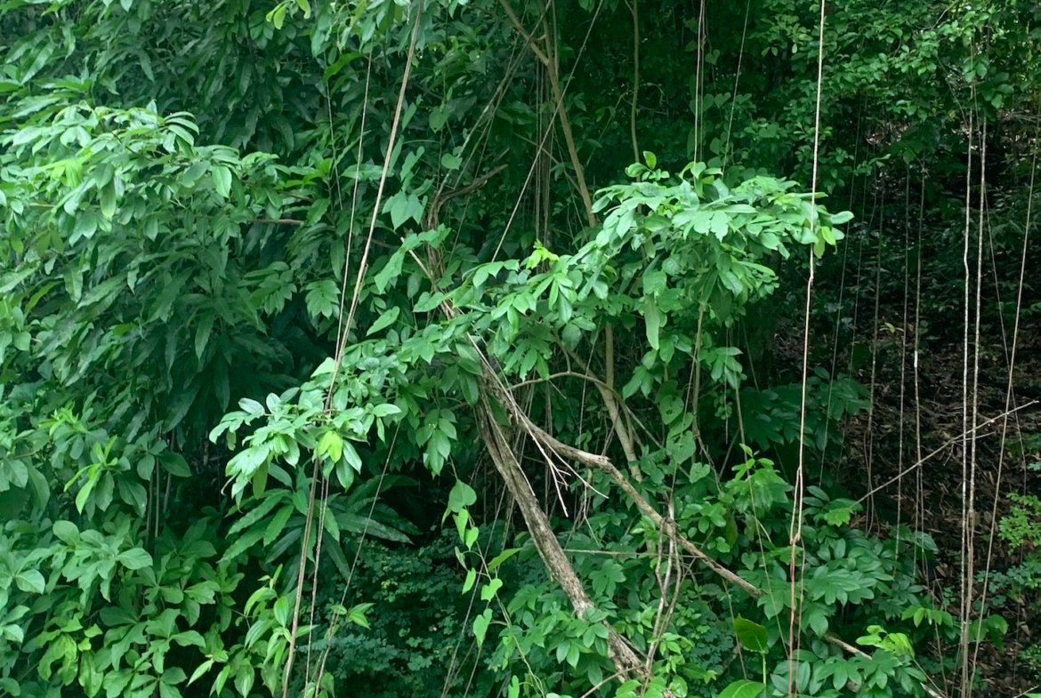 Land for Sale to build a home on in Marigot Bay