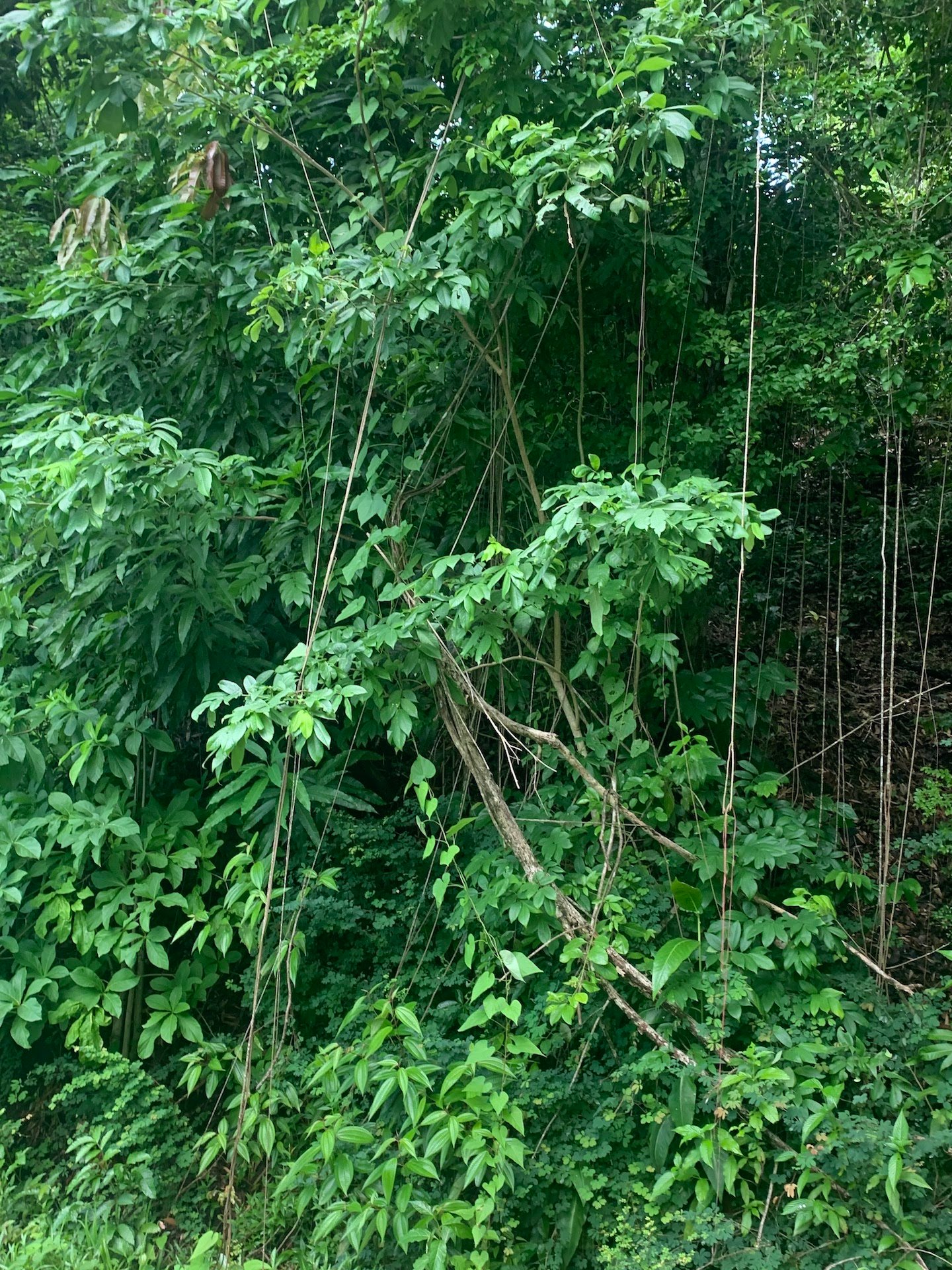 Land for Sale to build a home on in Marigot Bay