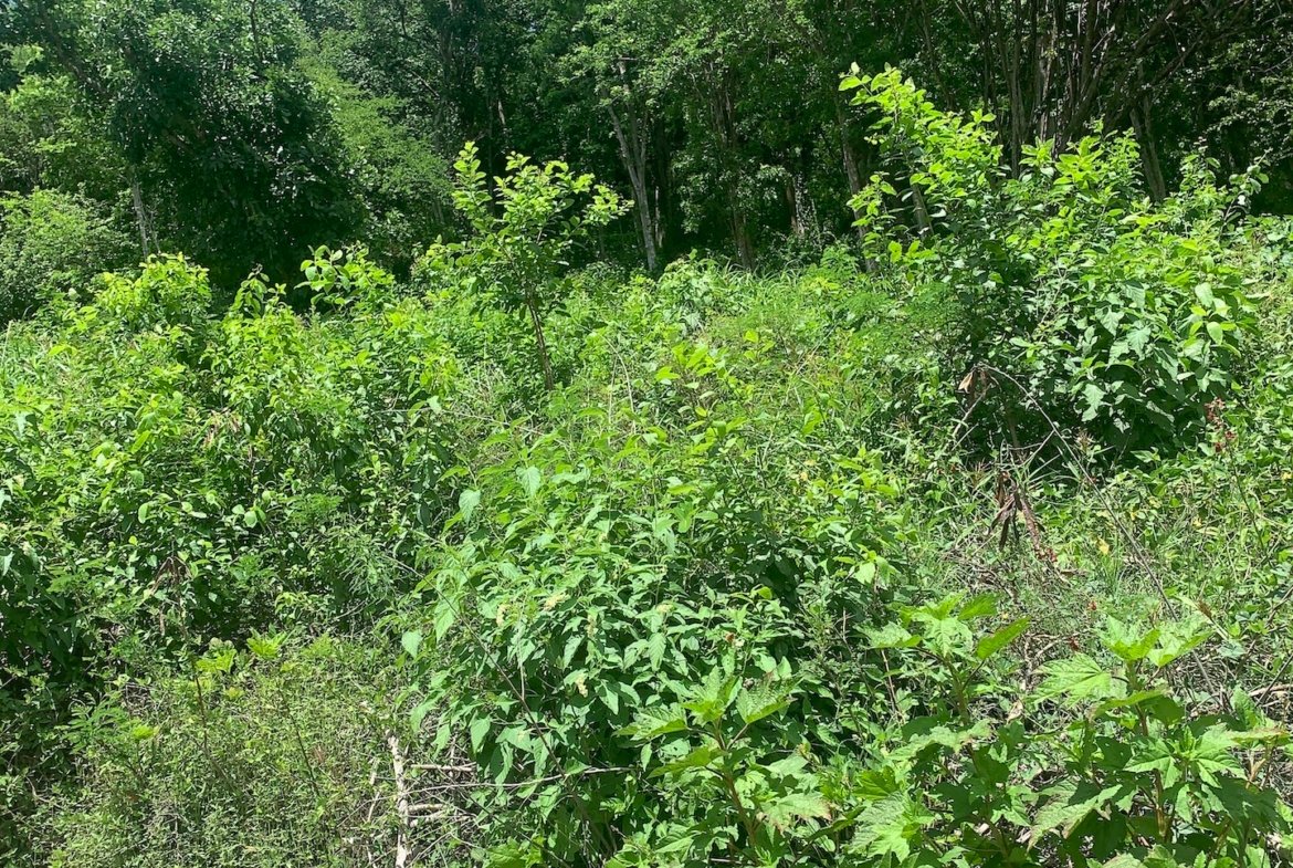 16,000 Plus Sq Ft of Land for Sale In Beausejour, Gros Islet For Sale