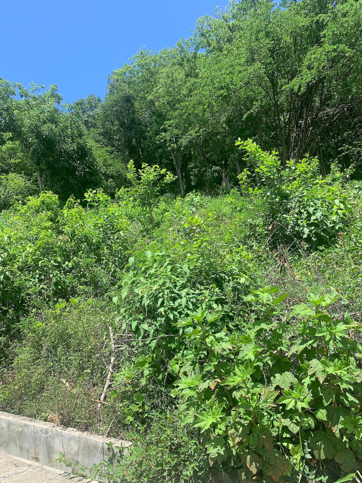 16,000 Plus Sq Ft of Land for Sale In Beausejour, Gros Islet For Sale