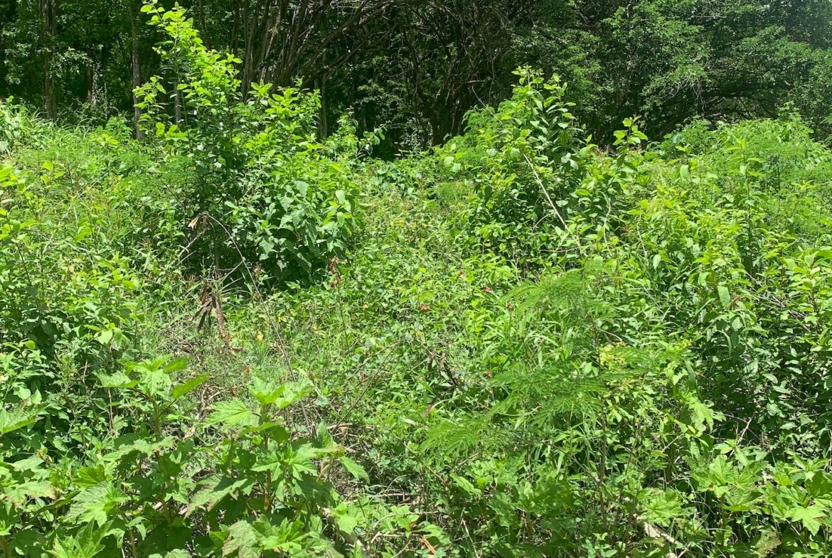 16,000 Plus Sq Ft of Land for Sale In Beausejour
