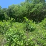 16,000 Plus Sq Ft of Land for Sale In Gros Islet