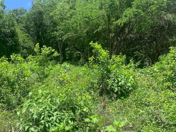 16,000 Plus Sq Ft of Land for Sale In Gros Islet