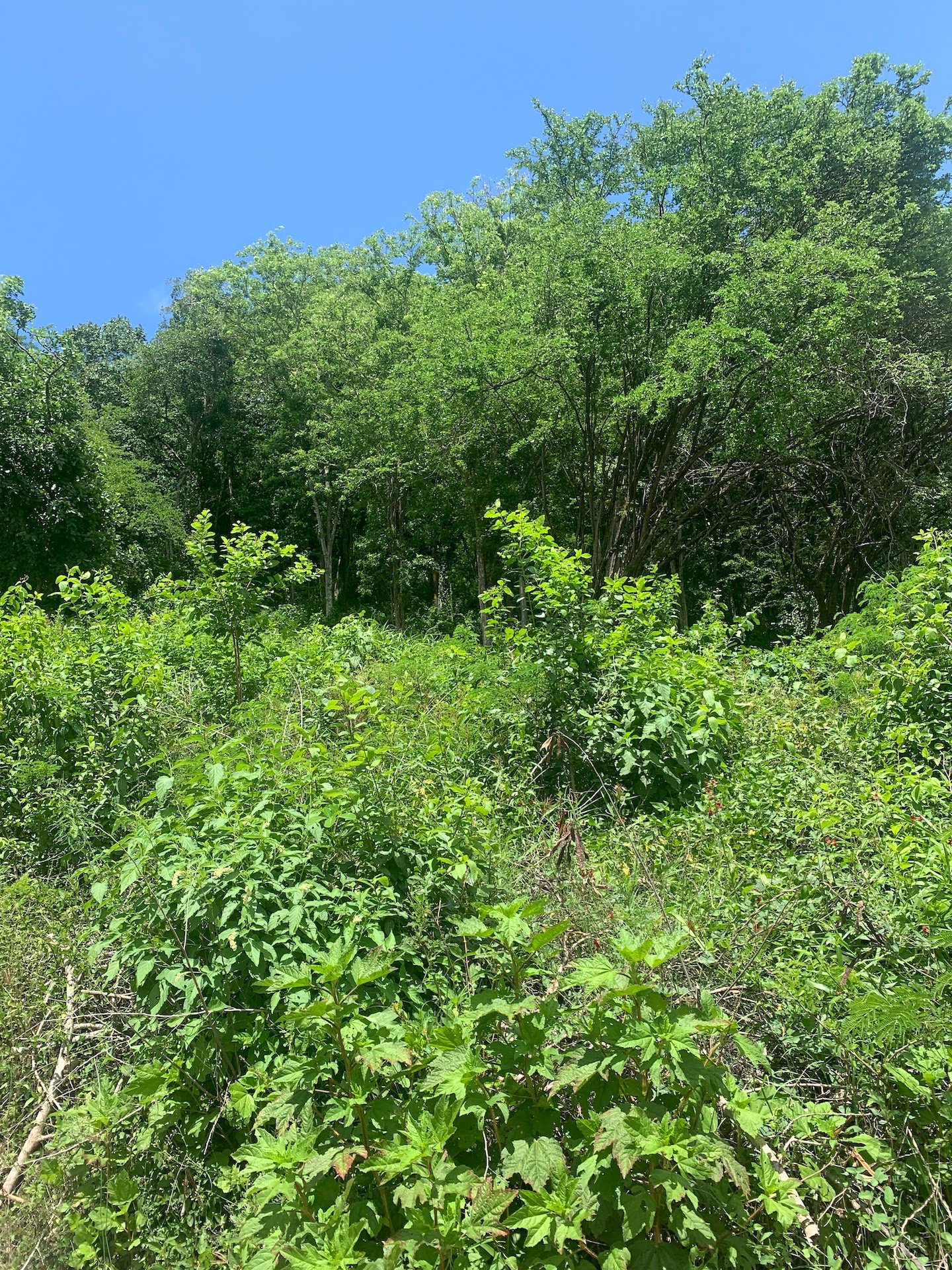 16,000 Plus Sq Ft of Land for Sale In Gros Islet