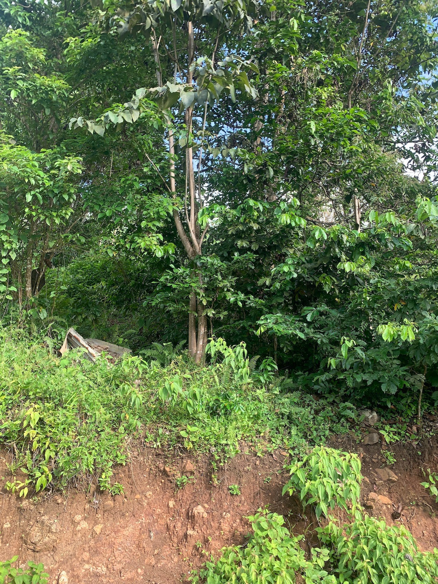 Satellite view of Land for sale in Desrameaux, Gros Islet 8