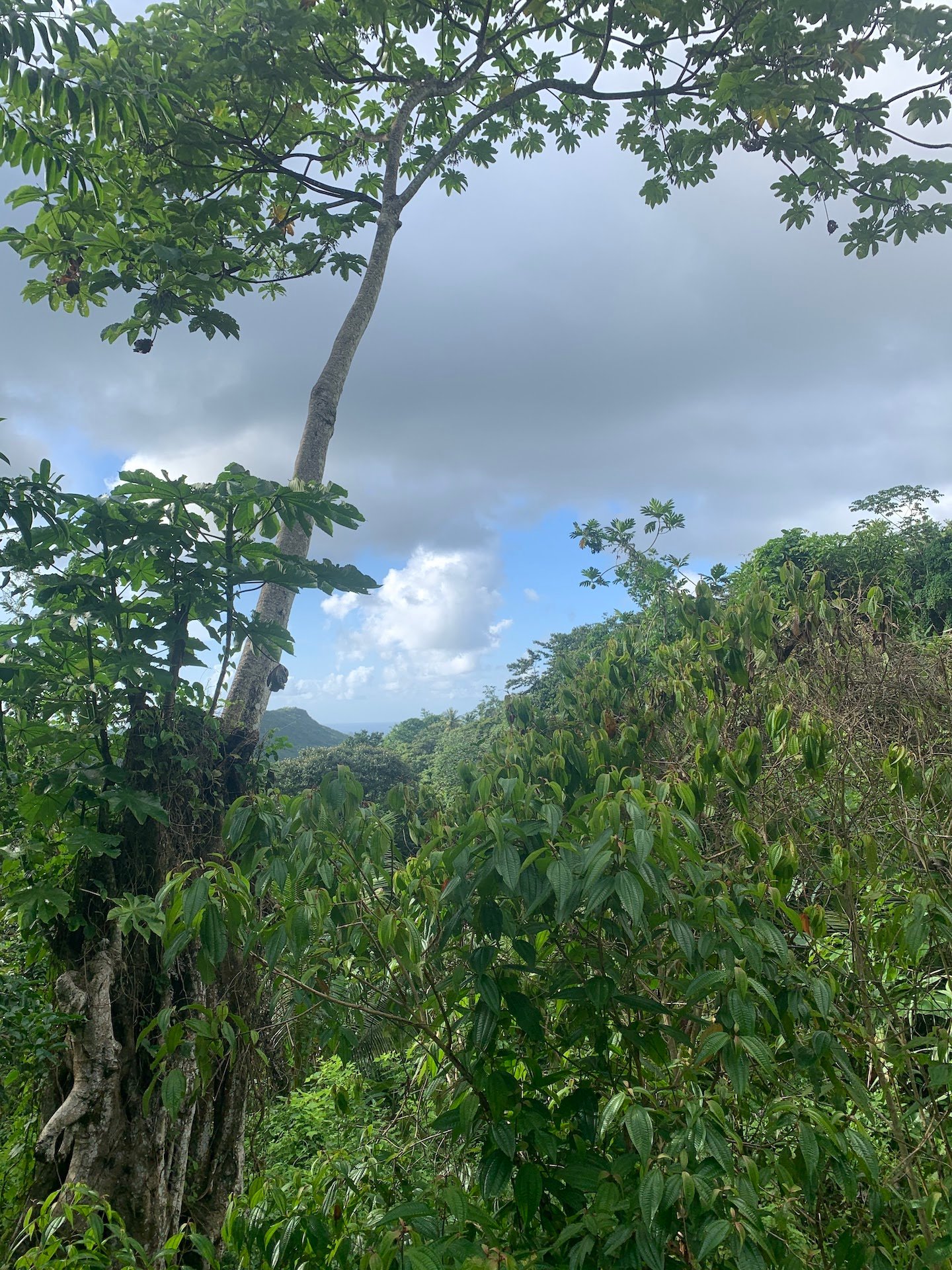 Satellite view of Land for sale in Desrameaux, Gros Islet 6