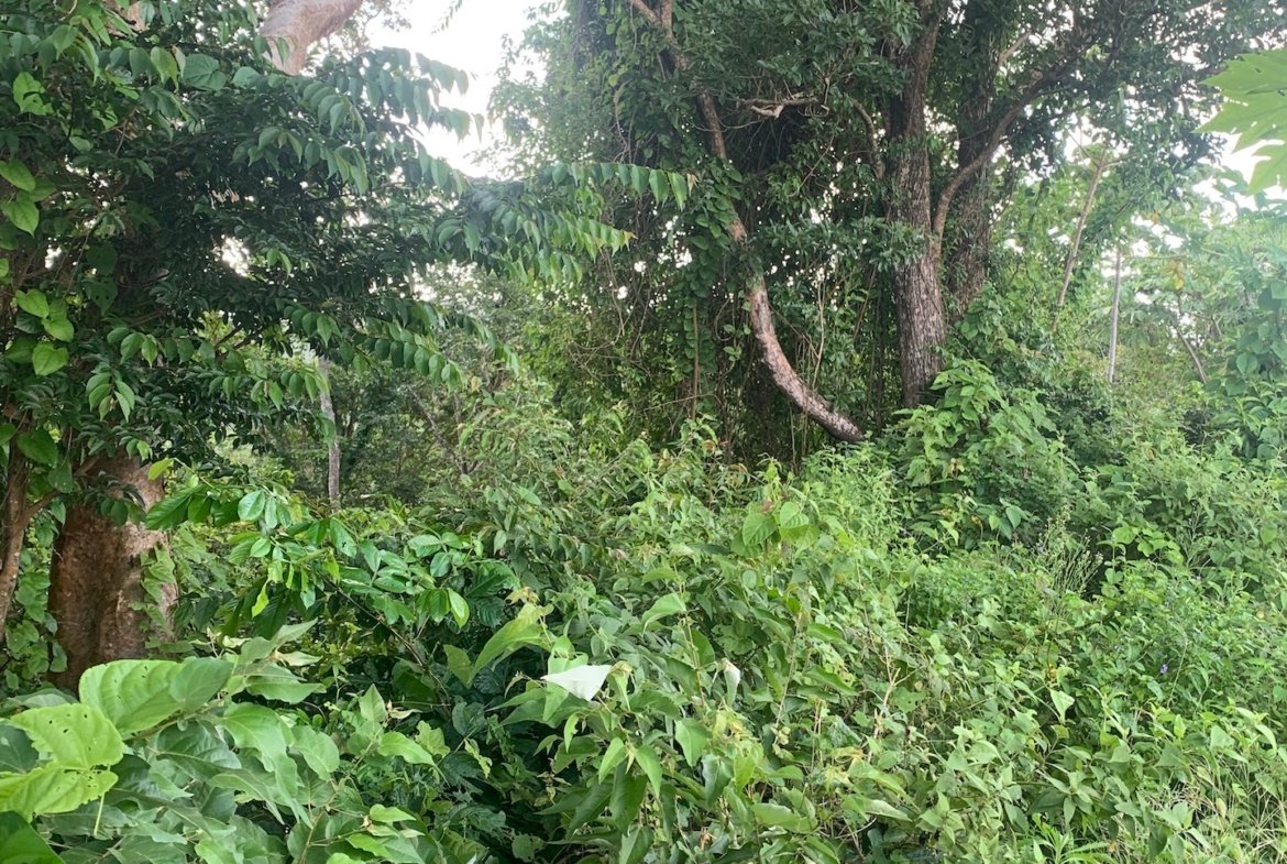 Satellite view of Land for sale in Desrameaux, Gros Islet 3