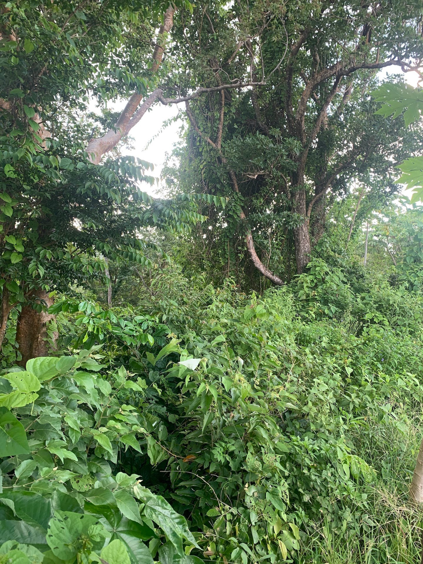 Satellite view of Land for sale in Desrameaux, Gros Islet 3