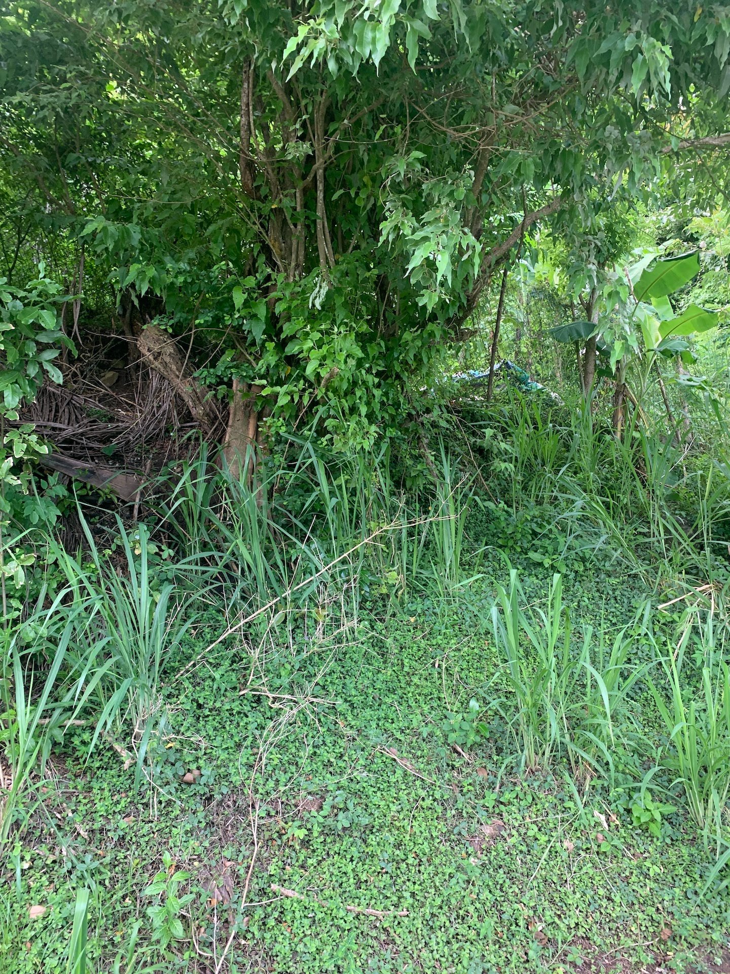 land for sale in desrameaux