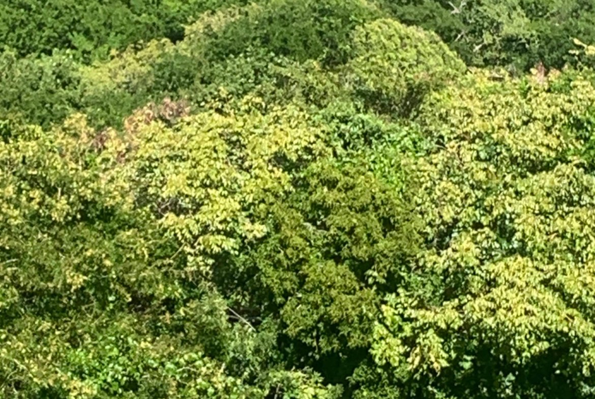 Beautiful Land for Sale in Gated Community located in Gros Islet, St Lucia