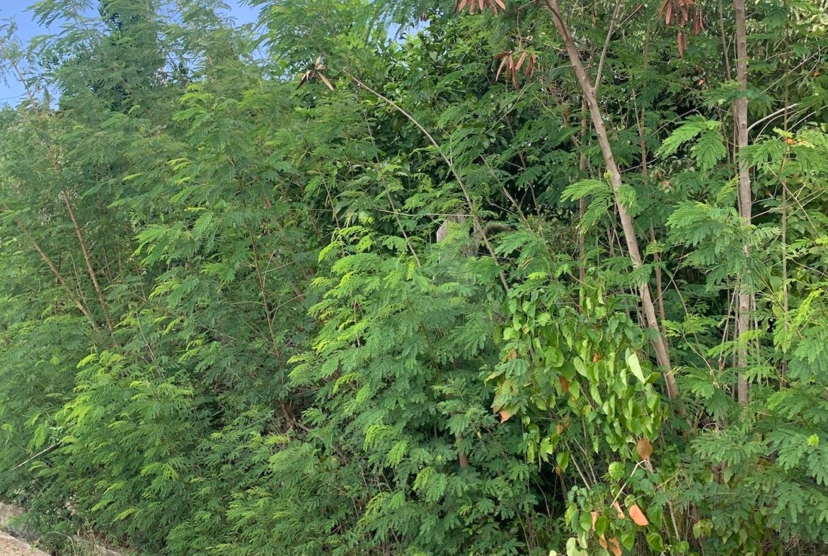Land for Sale in Established Subdivision in Dennery 3