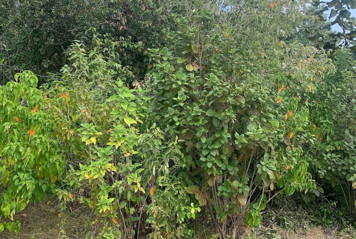 Land for Sale in Established Subdivision in Dennery 2
