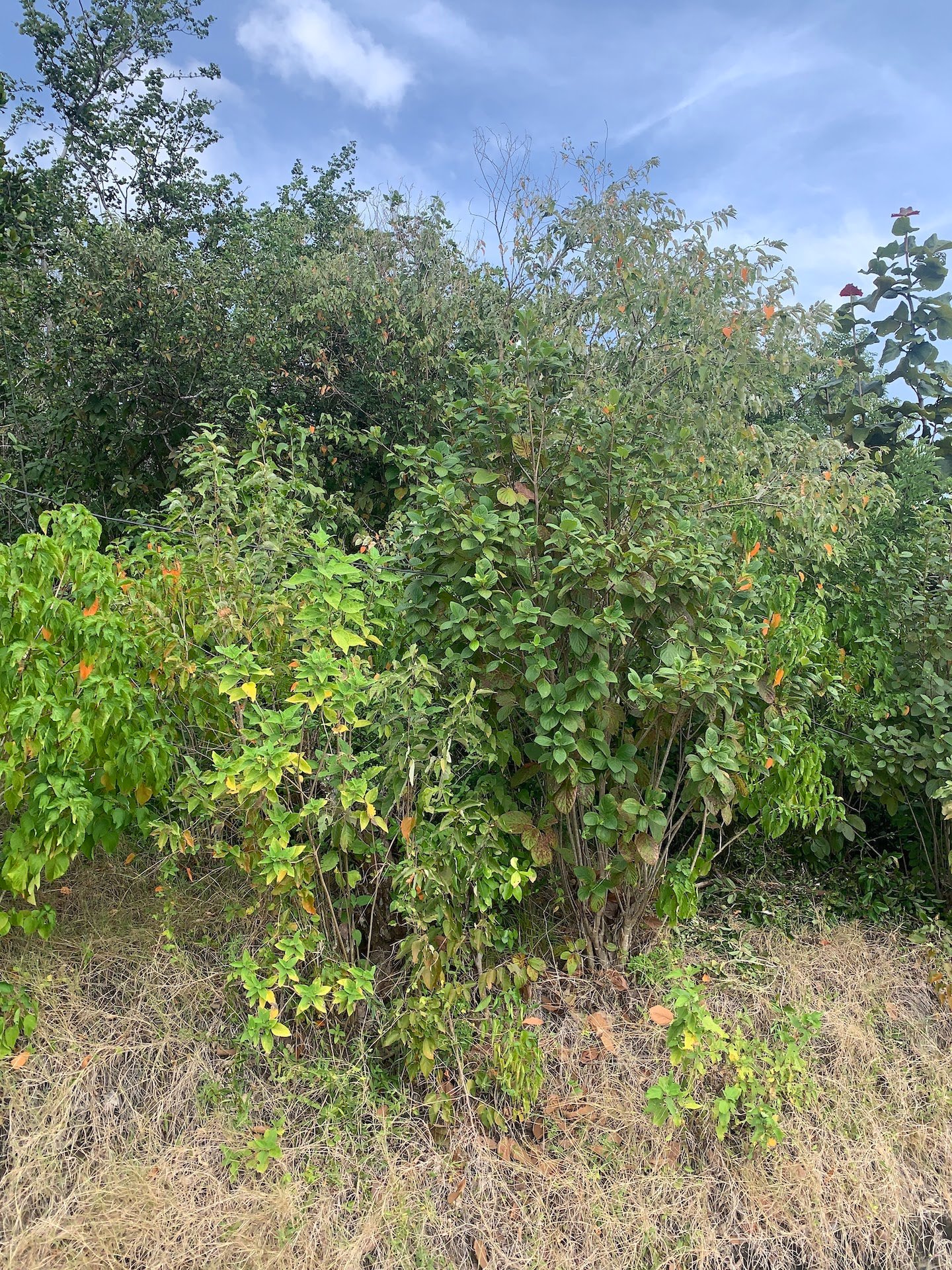 Land for Sale in Established Subdivision in Dennery 2