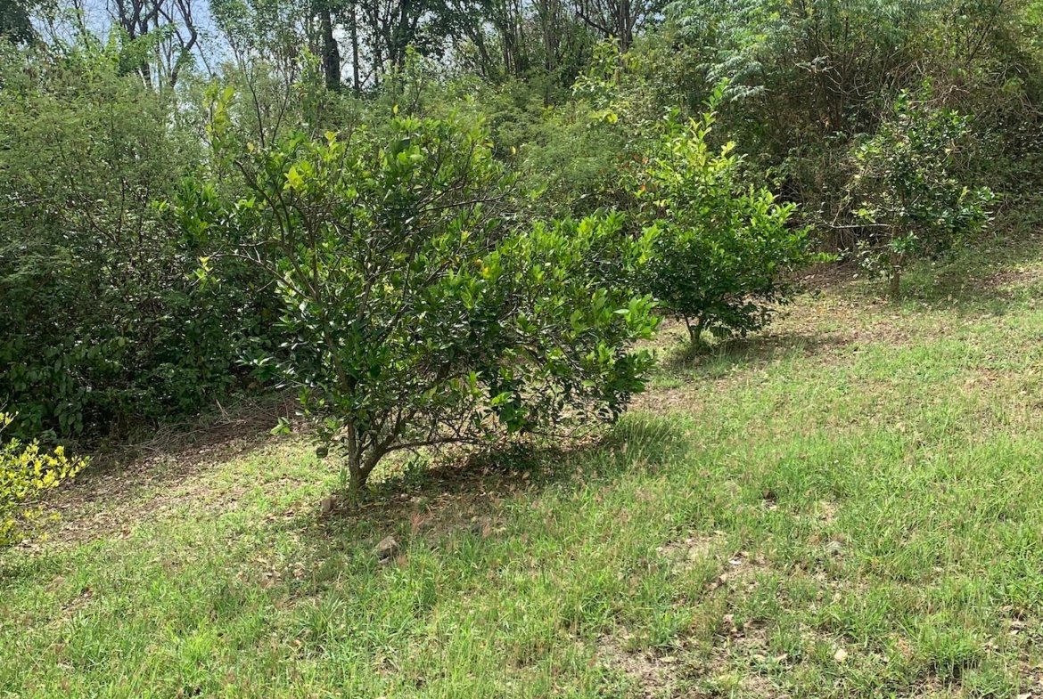 Riverfront Land For Sale In Beauchamp, Saint Lucia