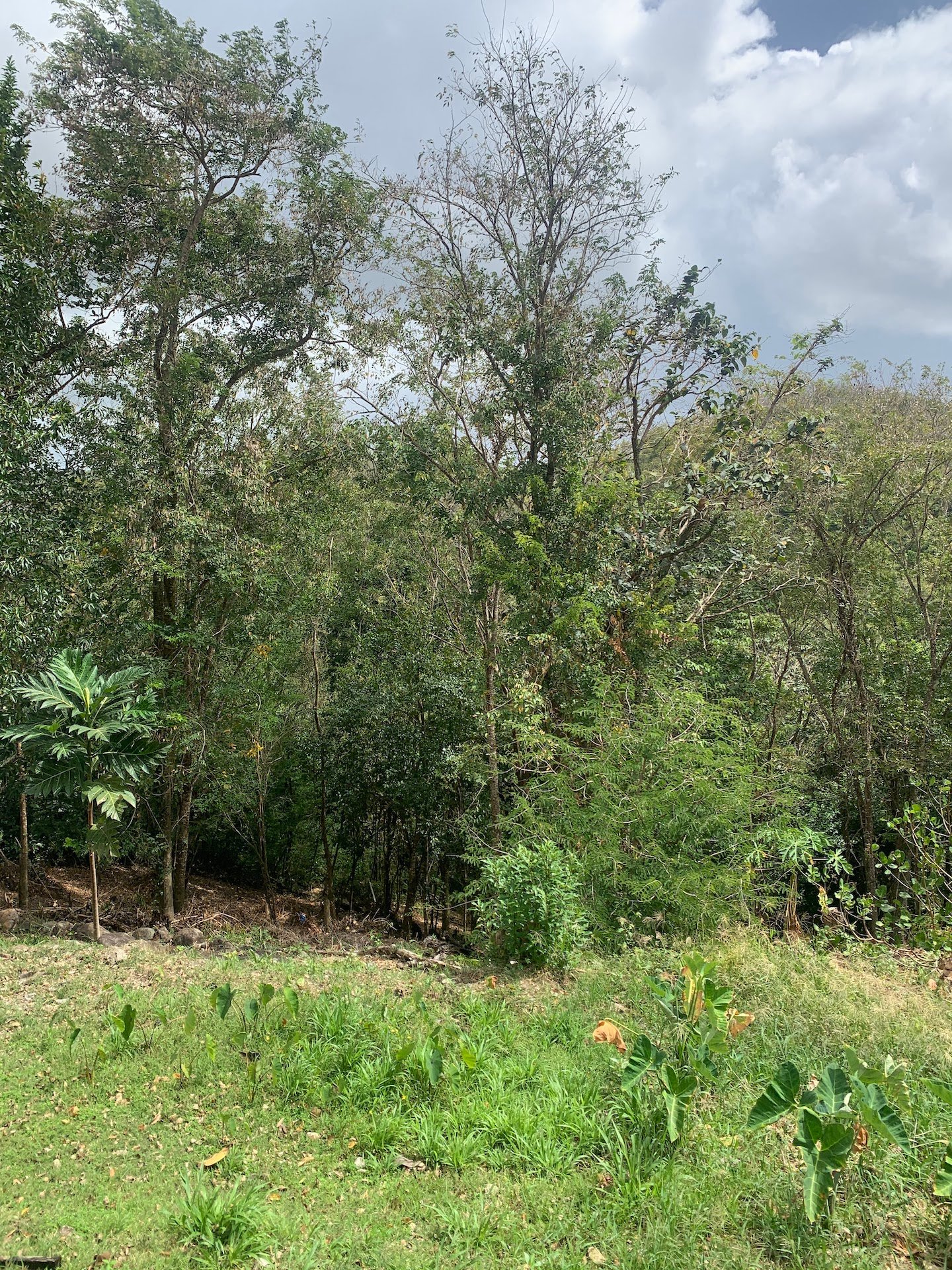 Riverfront Land For Sale In Beauchamp, St. Lucia
