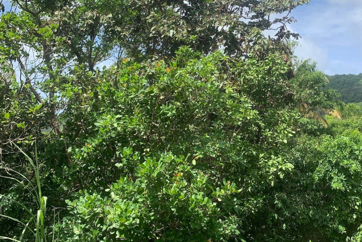 Land For Sale In River Mitant, Dauphin, Saint Lucia