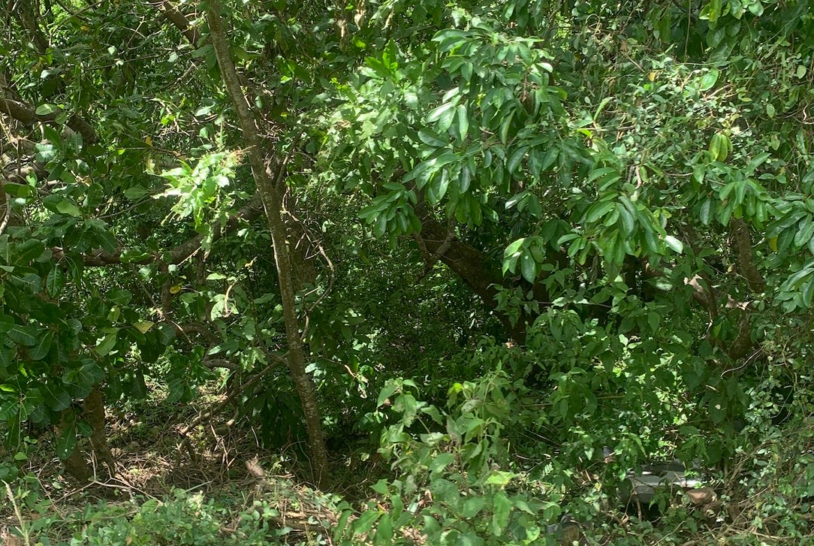 Affordable Land For Sale In River Mitant, Dauphin, Saint Lucia