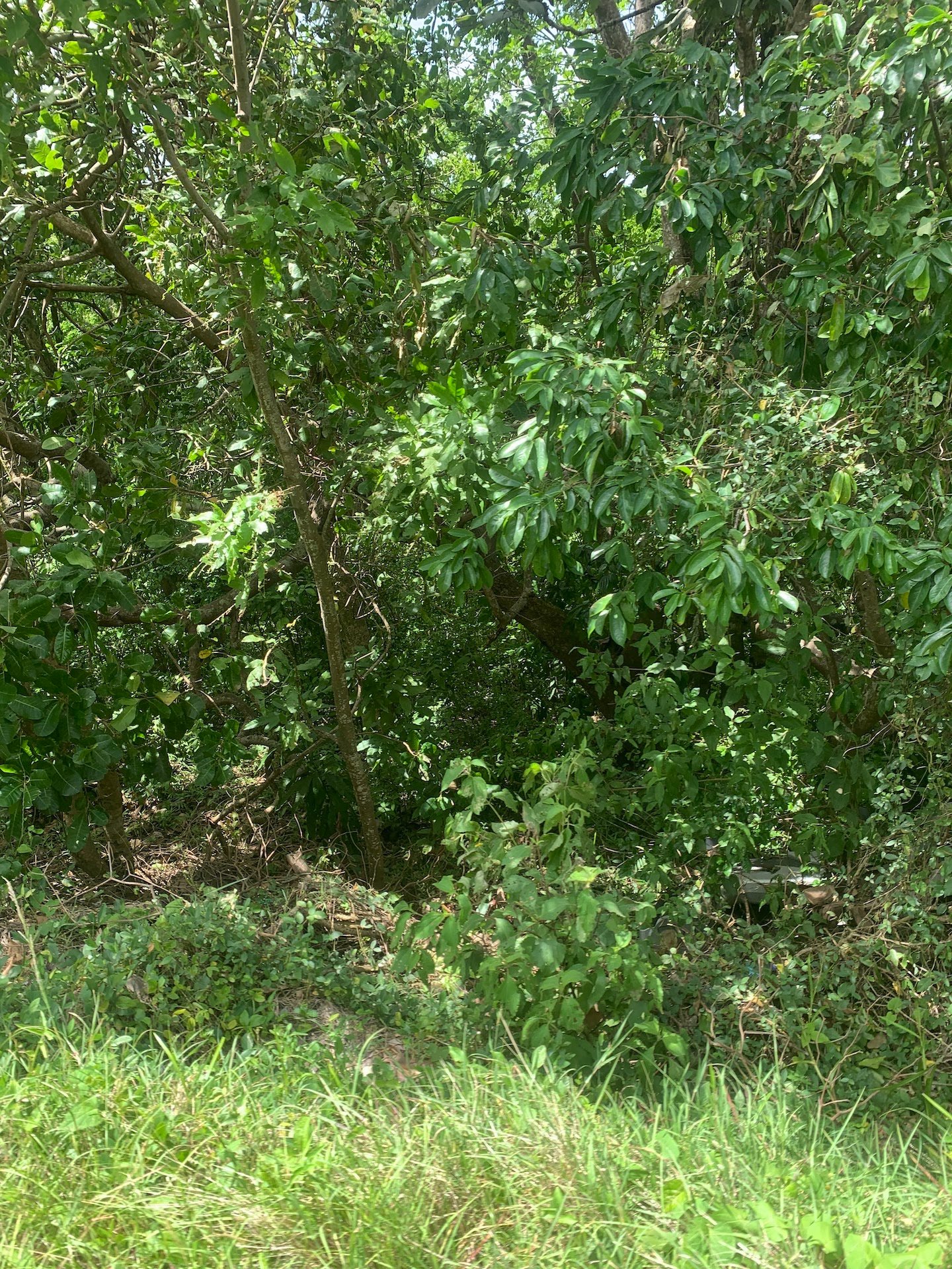 Affordable Land For Sale In River Mitant, Dauphin, Saint Lucia