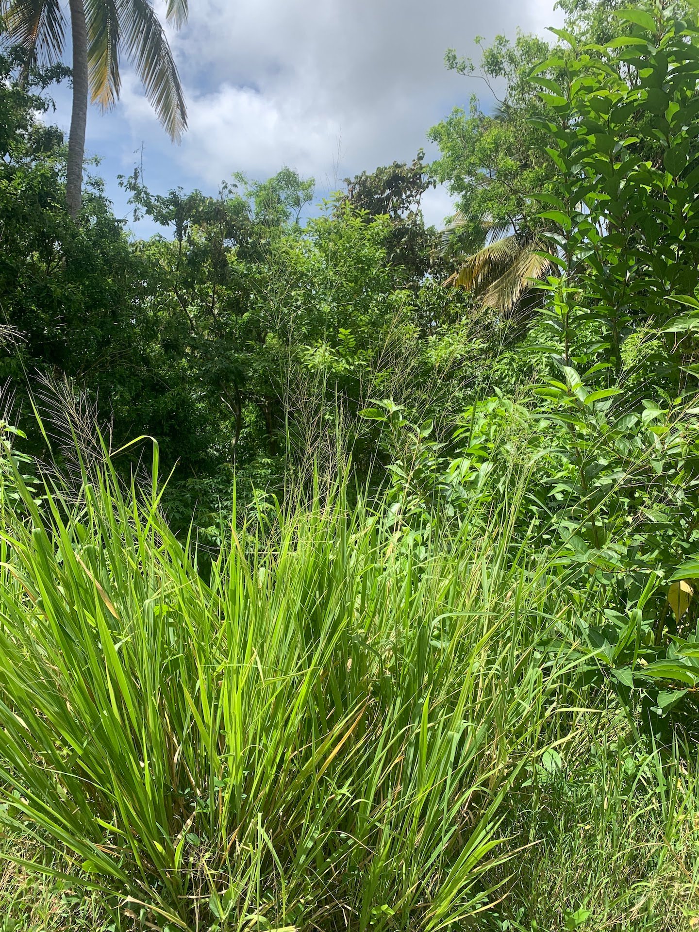 Beautiful Land for Sale in Gated Community located in Monchy, Gros Islet