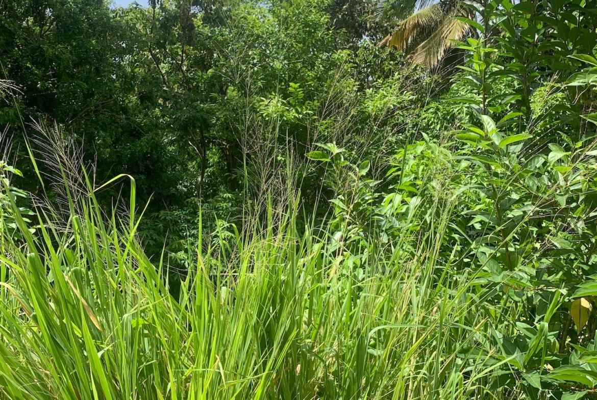 Affordable Land For Sale In River Mitant, Dauphin