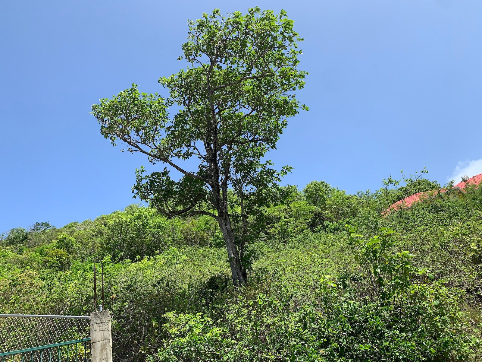 Ocean View Land For Sale in Cas-en-Bas