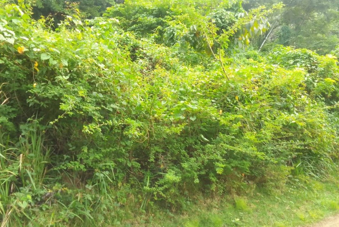Land For Sale Overlooking Bois D'Orange, Gros Islet 3
