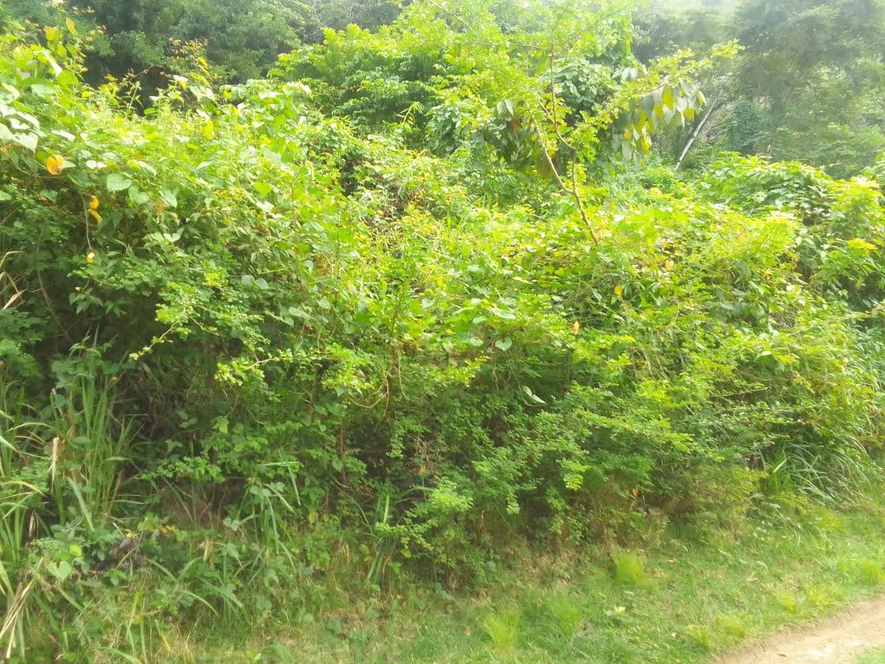 Land For Sale Overlooking Bois D'Orange, Gros Islet 3