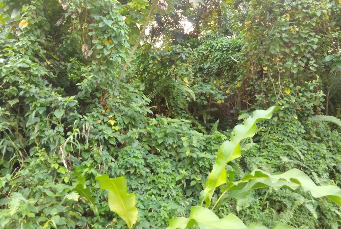 Land For Sale In Anse La Raye, St Lucia