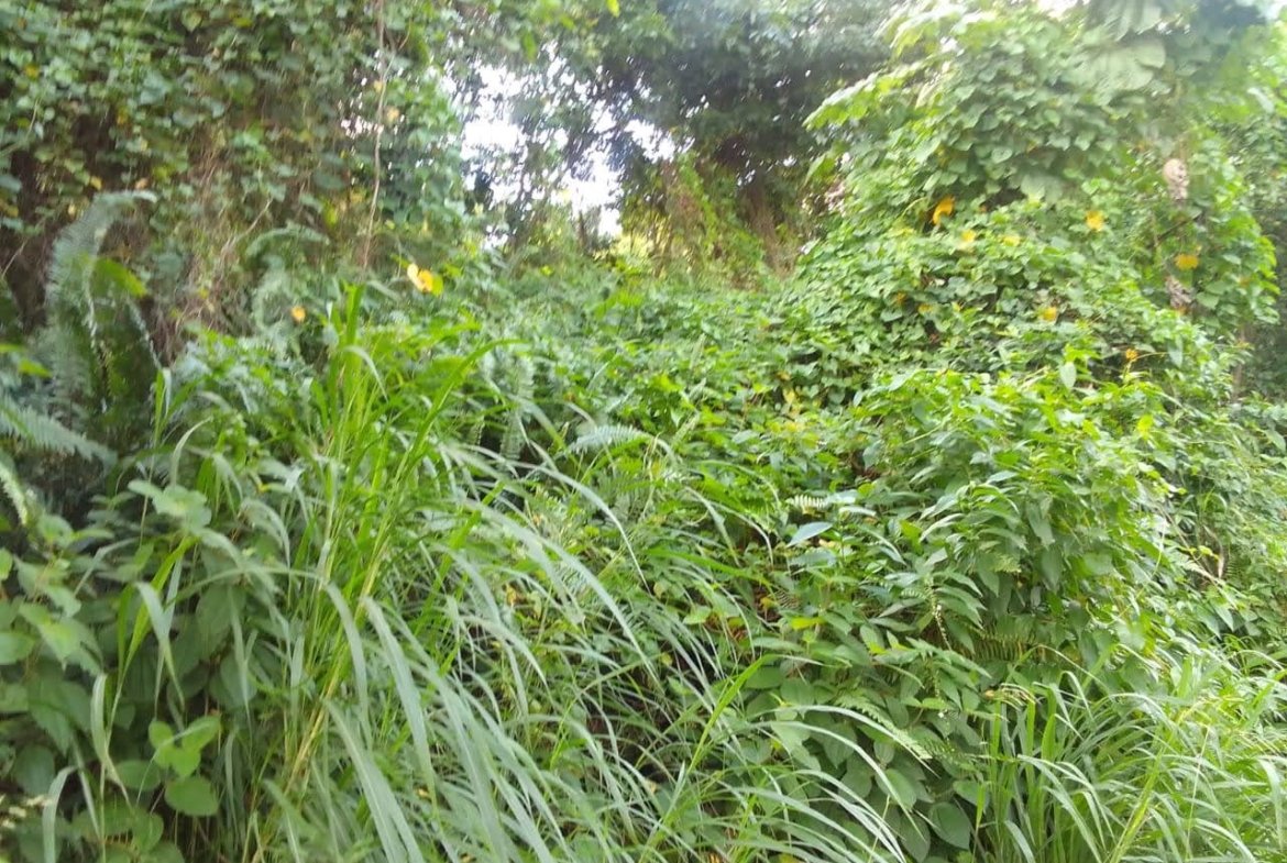 Land For Sale In Quiet Neighbourhood in Anse La Raye, St Lucia