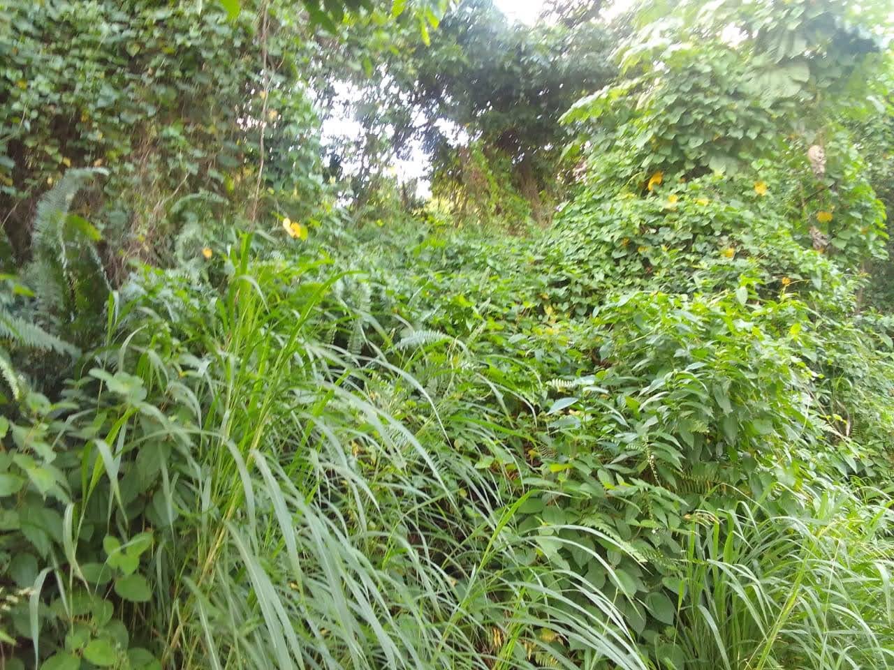 Land For Sale In Quiet Neighbourhood in Anse La Raye, St Lucia