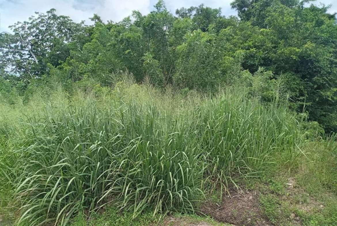 Residential Land For Sale In Balembouche
