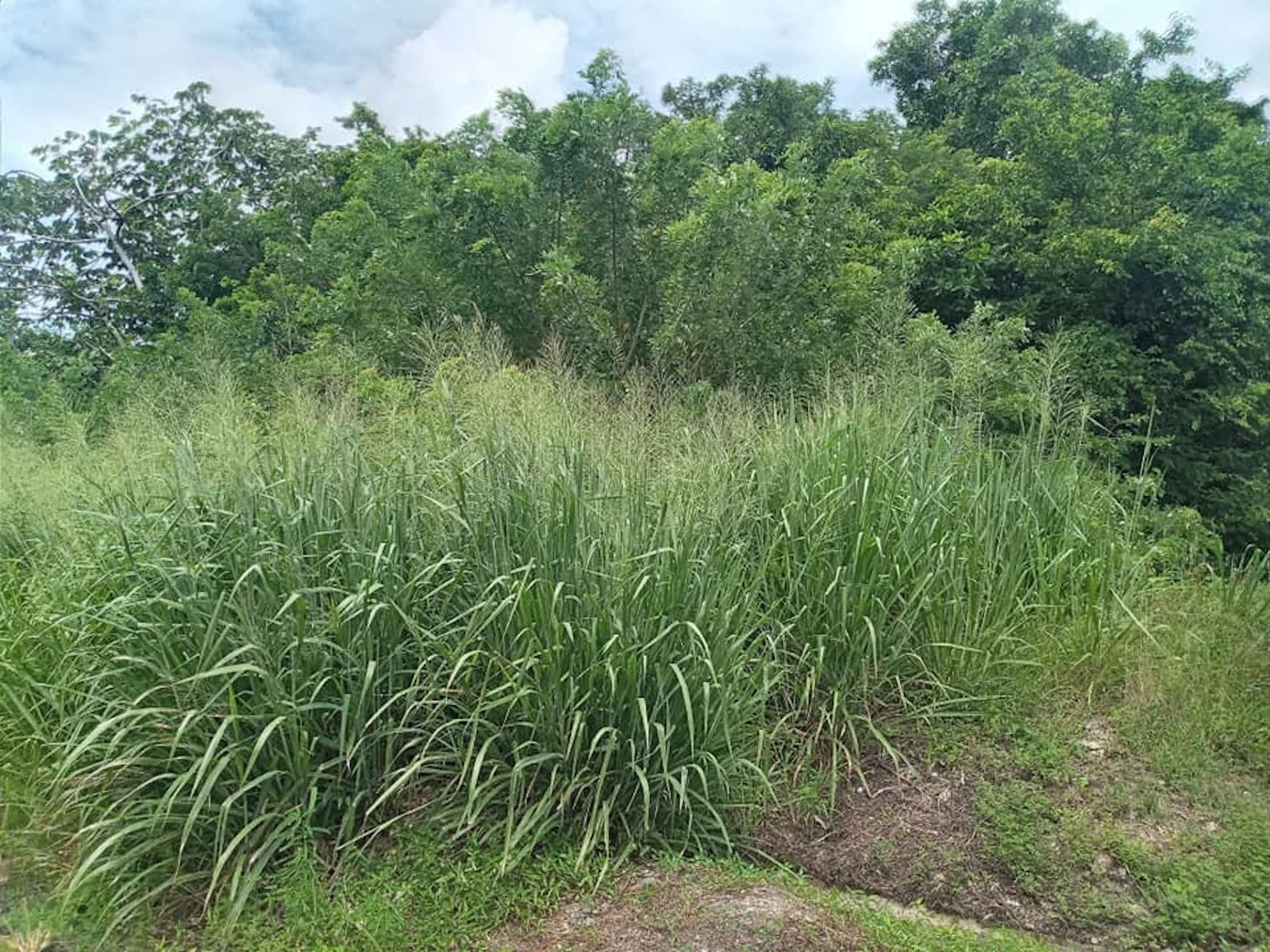 Residential Land For Sale In Balembouche