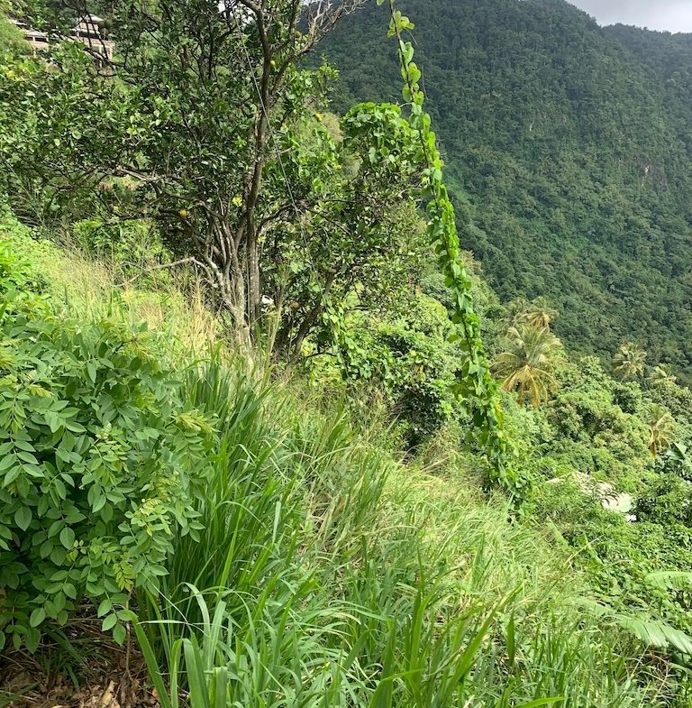 Land for sale in Soufriere - Saint Lucia