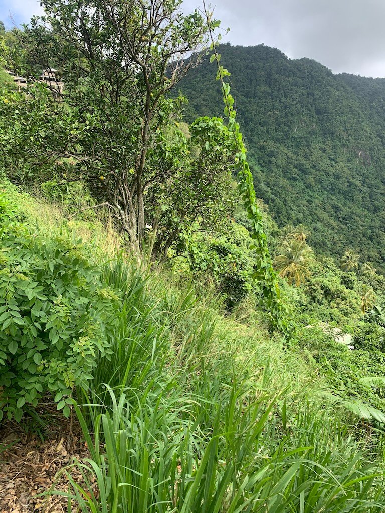 Land for sale in Soufriere - Saint Lucia