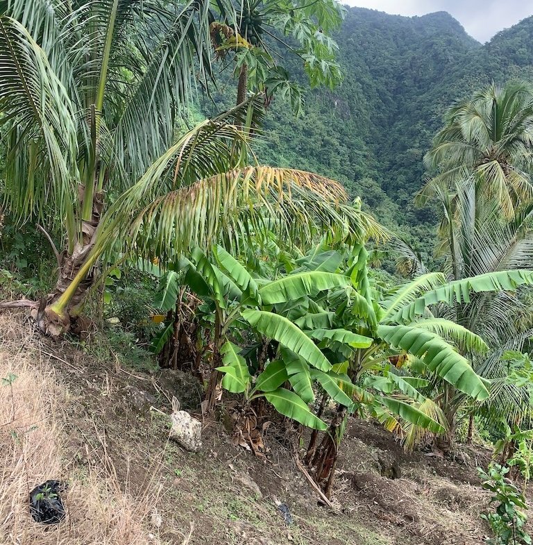 Investment Opportunity for sale in Soufriere