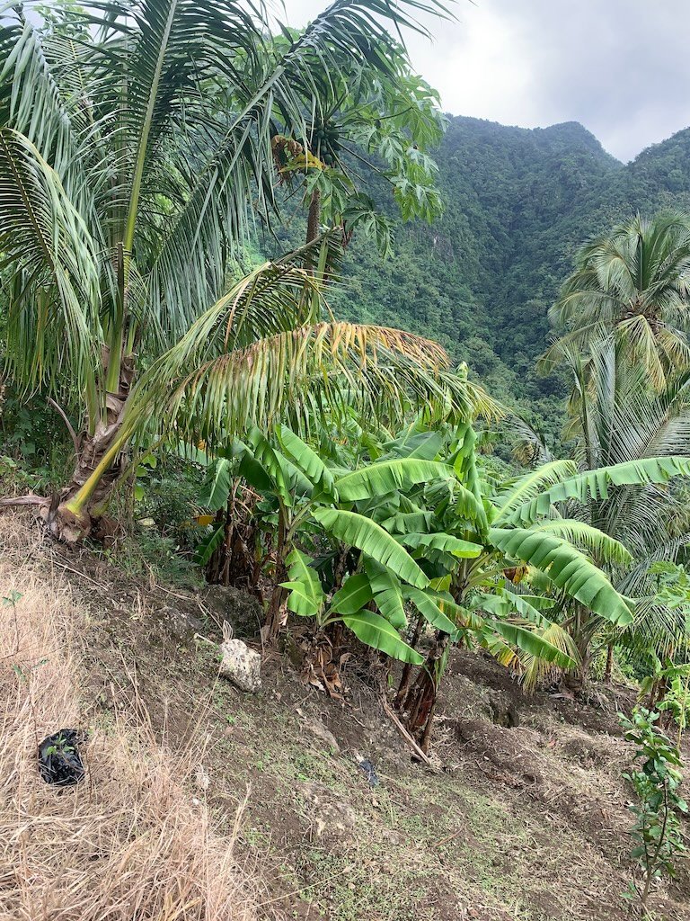Investment Opportunity for sale in Soufriere