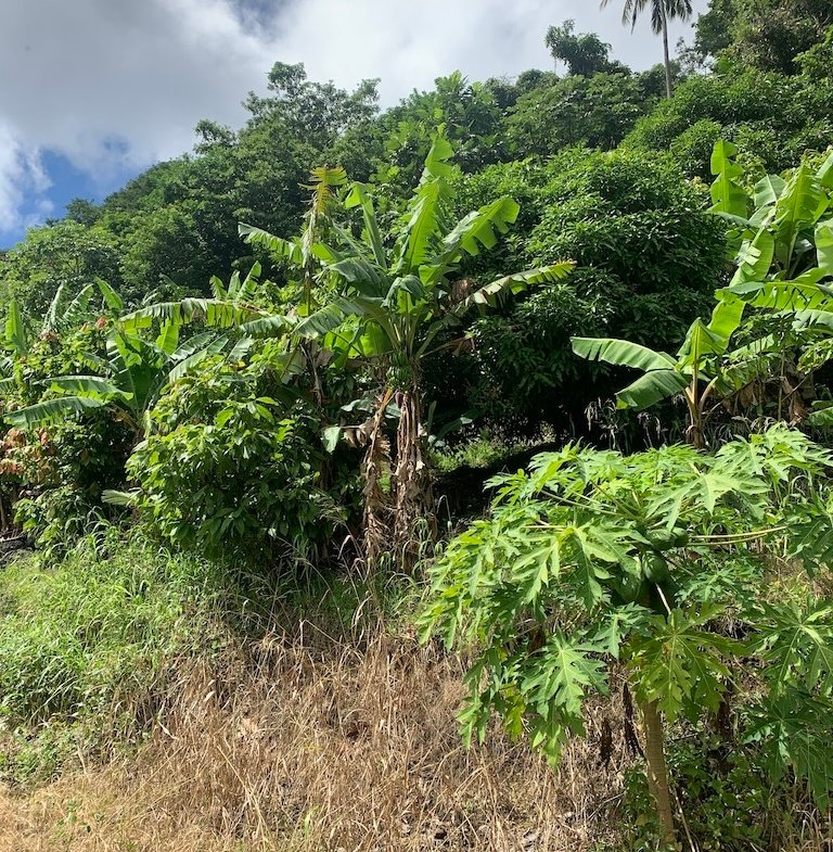 Soufriere Land for Sale